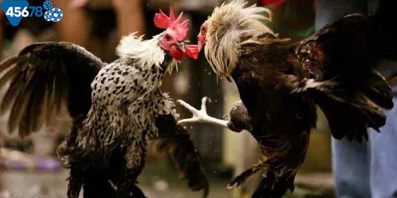 Lý do đá gà trực tuyến được ưa chuộng